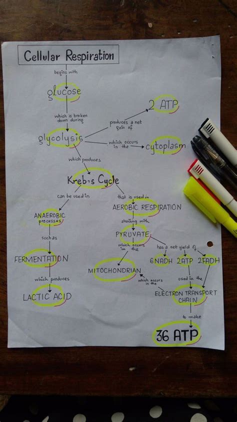 Kreb Cycle Steps With Diagram Steps Products Artofit