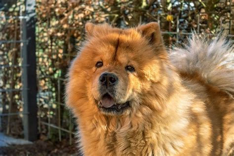 Sangue Nas Fezes Do Cachorro O Que Pode Ser Petz