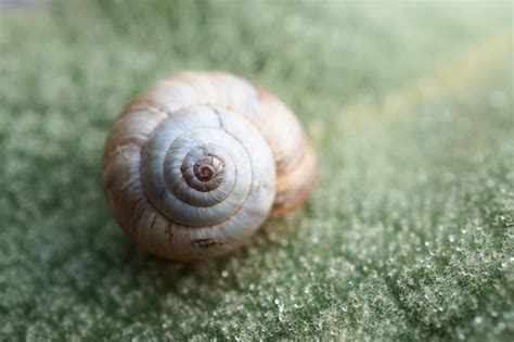 Premium Photo | Small snail in the garden