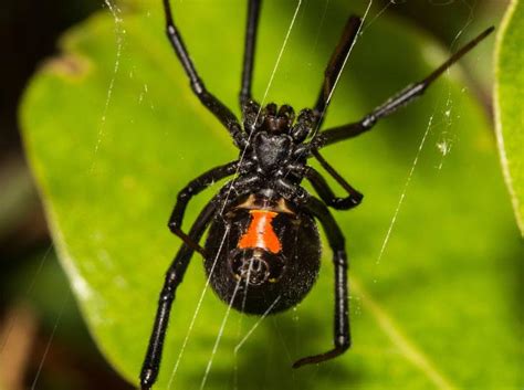 South Carolina Black Widow Spider Identification Guide