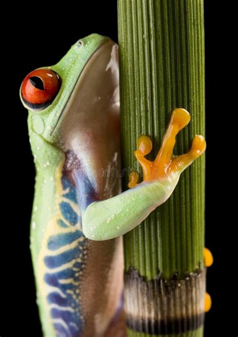 All Puffed Up Green Tree Frog Stock Photo Image Of Litoria Green