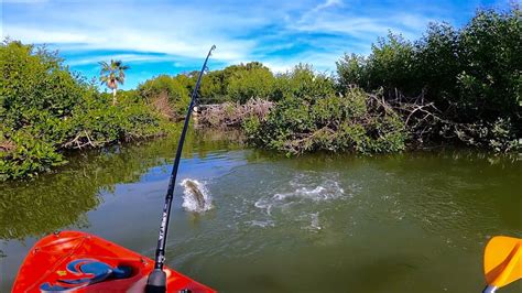 Este Lugar Esta Repleto De Pargos Y Robalos Pesca En Manglar Youtube