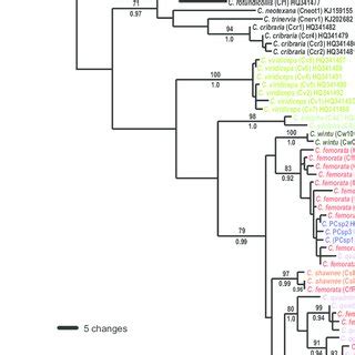 Maximum Likelihood Phylogram Inferred From Concatenated Nucleotides Of