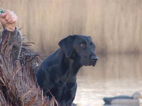 Labrador Retriever Hunting Training | PETSIDI