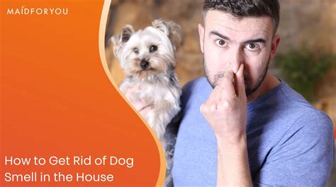 How to Get Rid of Dog Smell in the House | MaidForYou