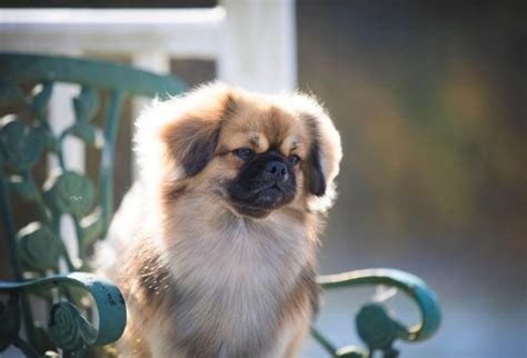 Tibetan Spaniel Presentation: Who’s at Fault? – Showsight Magazine