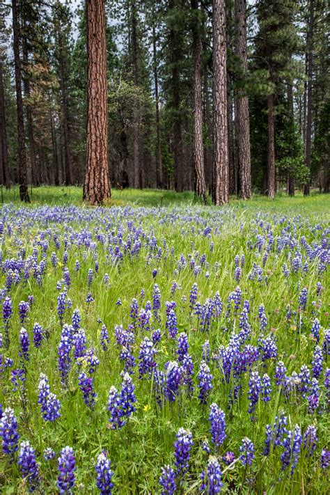 Yosemite National Park — The Greatest American Road Trip