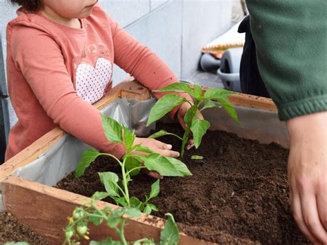 La Guarder As De Pi Lagos Obtienen La Bandera Verde Como Ecoescuelas