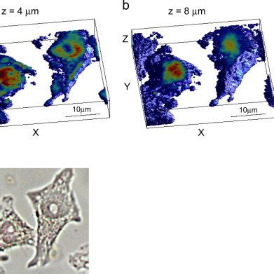 Three Dimensional Refractive Index Map Of Fixed Cells Attached To A