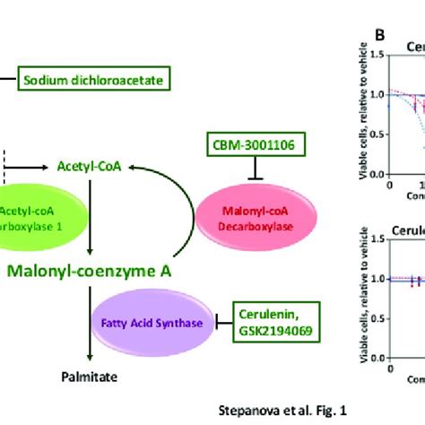 Differential Effects Of Manipulating Malonyl CoA Levels In Nf2 Null