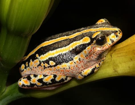 Painted Reed Frog Hyperolius Marmoratus In My Garden I Flickr