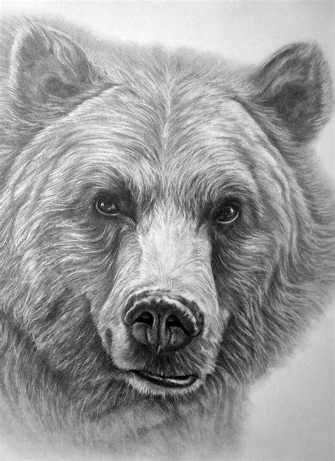 Simple And Easy Pencil Drawings Of Animals | Bear paintings, Grizzly ...