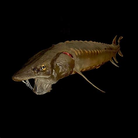 67 Shortnose Sturgeon — The Golden Hoosier