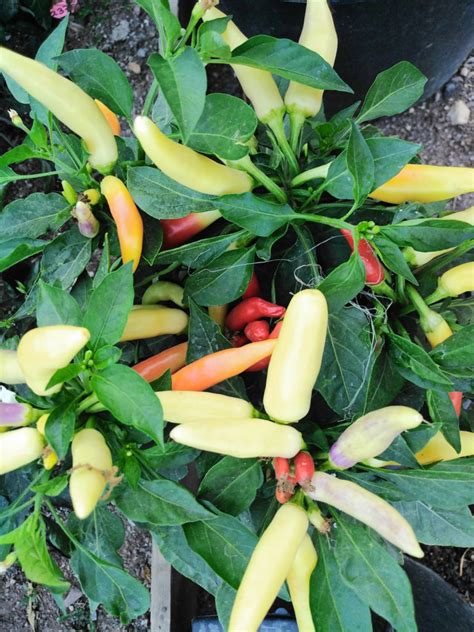 KS White Thai Chilli Seeds Khang Starr White Thai Pepper Seeds