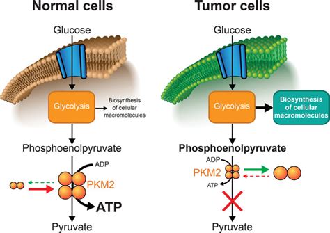 Pet Imaging Of Tumor Glycolysis Downstream Of Hexokinase Through