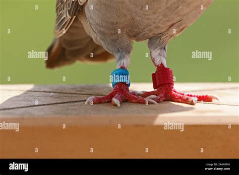 Tagged Feet Of An Italian Homing Pigeon Racing Pigeon Or Domestic