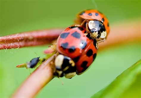 Micro Photograph Of Two Ladybugs Hd Wallpaper Wallpaper Flare