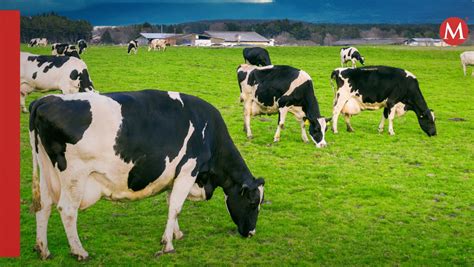 China campesino intenta criar vacas en el balcón de su departamento