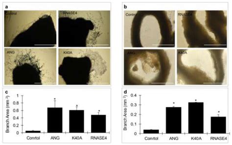 Rnase Stimulates Endothelial Sprouts From Mouse Aortic Explants A