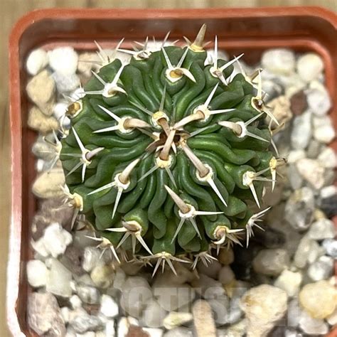 SHPR19735 Stenocactus phyllacanthus Кактус онлайн