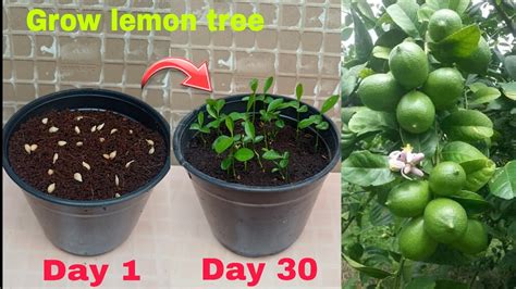 How To Grow Lemon Tree From Seeds At Home Growing Lemon Plant From