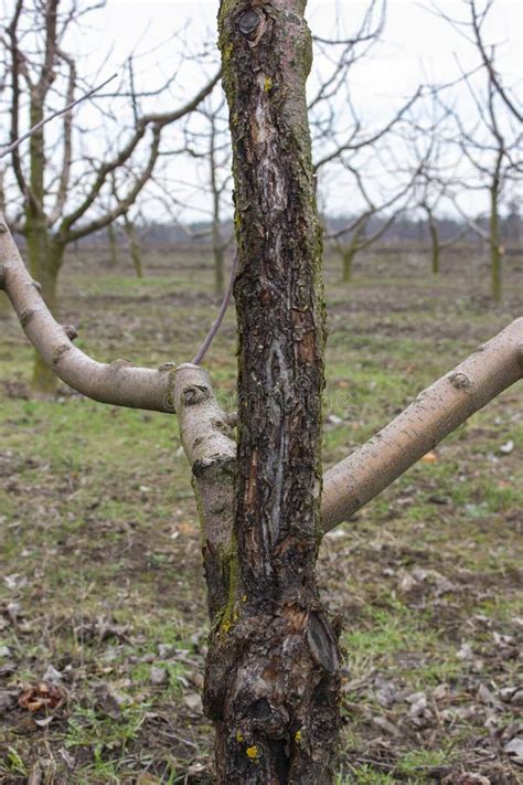 Sjukdomar Hos Frukttr D I Tr Dg Rden Skada P Ppelsvampar Arkivfoto