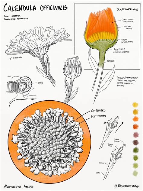 Calendula Officinalis Study Illustrating Nature 2021