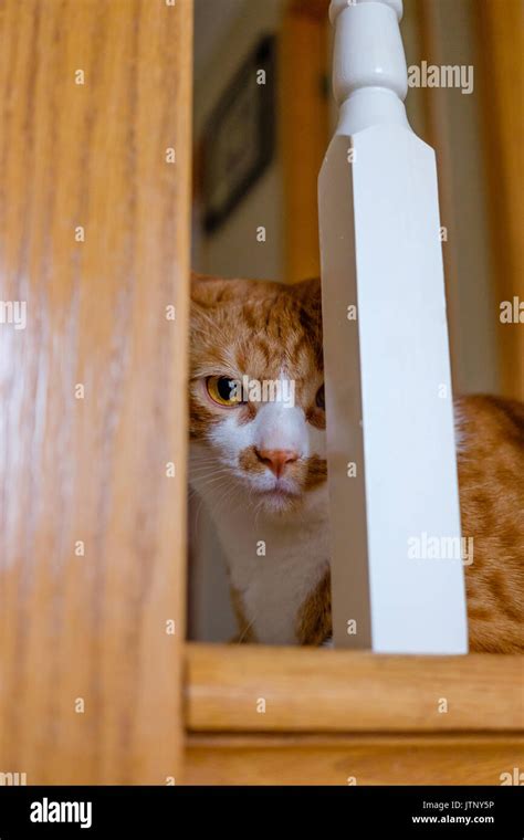 Cat Looking Through Railing Stock Photo Alamy