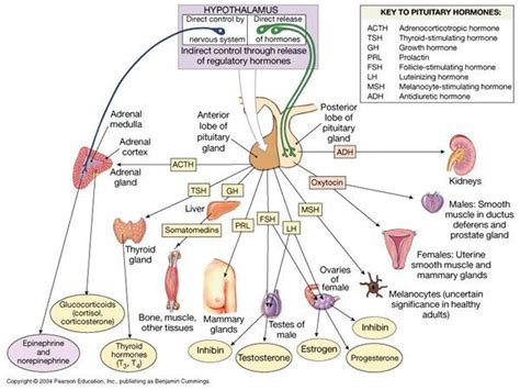 Hormone Physiology Map Endocrine Hormones Endocrine System Endocrine