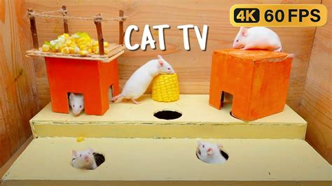 3 Hours Cat Tv For Cats To Watch 🐭 Mouse Hide And Seek In The Mini House 3 Hole Challenge 🏠🎉