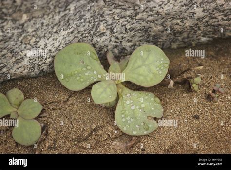 Pussy Paws Cistanthe Stock Photo Alamy