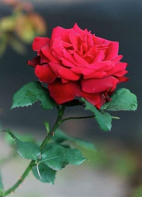 A Single Red Rose With Green Leaves