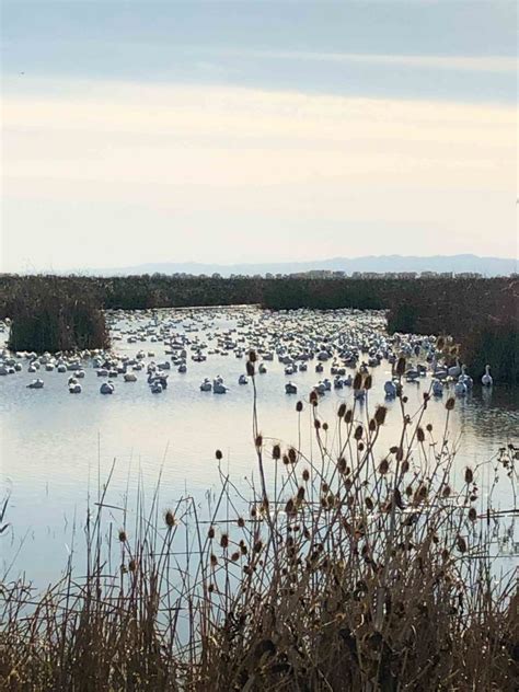 Sacramento Colusa Wildlife Refuges Yolo Audubon Society