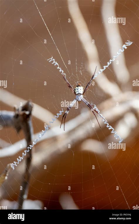 Argiope Aetherea Spider Hi Res Stock Photography And Images Alamy