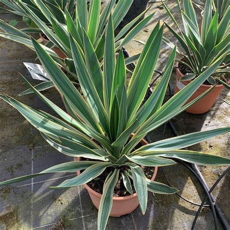 Buy Variegated Yucca Plants Gloriosa Variegata 4 Litre Delivery By