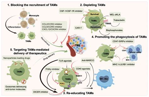 Targeting Tumor‑associated Macrophages Critical Players In Tumor