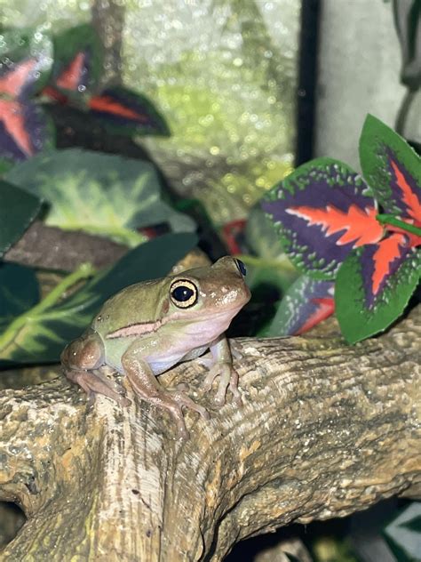 can frog weak without vet 3