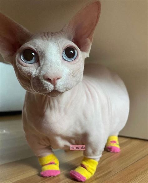 A Hairless Cat With Big Blue Eyes And Yellow Socks Is Standing On The Floor