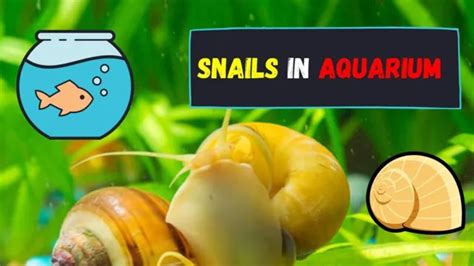 How To Get Rid Of Pond Snails In My Aquarium Tips And Tricks