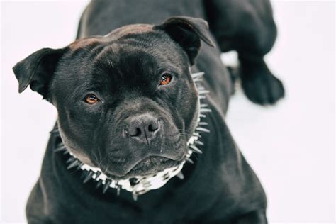 Mastino Napoletano Razas De Perros Potencialmente Peligrosos Ppp