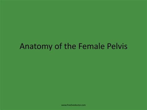 Anatomy Of The Female Pelvis Ppt