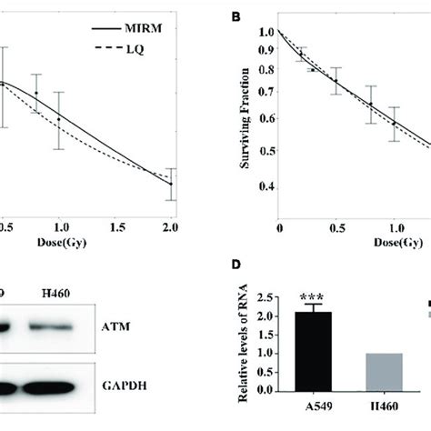 Low Dose Radiosensitivity And Atm Protein Expression In A549 Cells