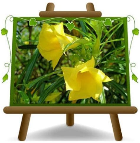 Oleandro Giallo Nerium Oleander Piante Ornamentali Piantedafrutta