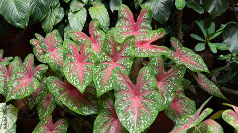 varias hojas de planta corazón de jesús o Caladium bicolor en jardín