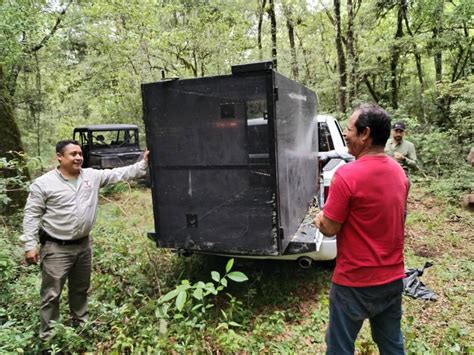 Arranca Comisi N De Parques Monitoreo Del Oso Negro Americano En