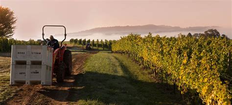 Sip and Savor: 11 Best Wineries to Visit in Oregon