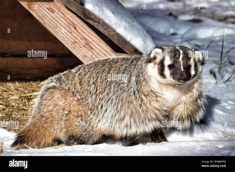 American badger in snow hi-res stock photography and images - Alamy