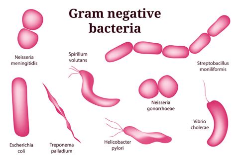 Different Morphology Of Bacteria