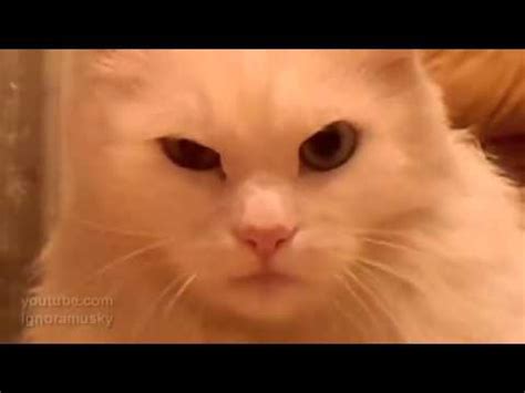 Кот морально убил хозяина(Thriller) - YouTube