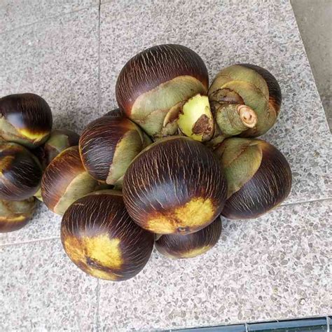 Jual Buah Lontar Khas Tuban Buah Utuh Isi Tahan Hari Di Seller